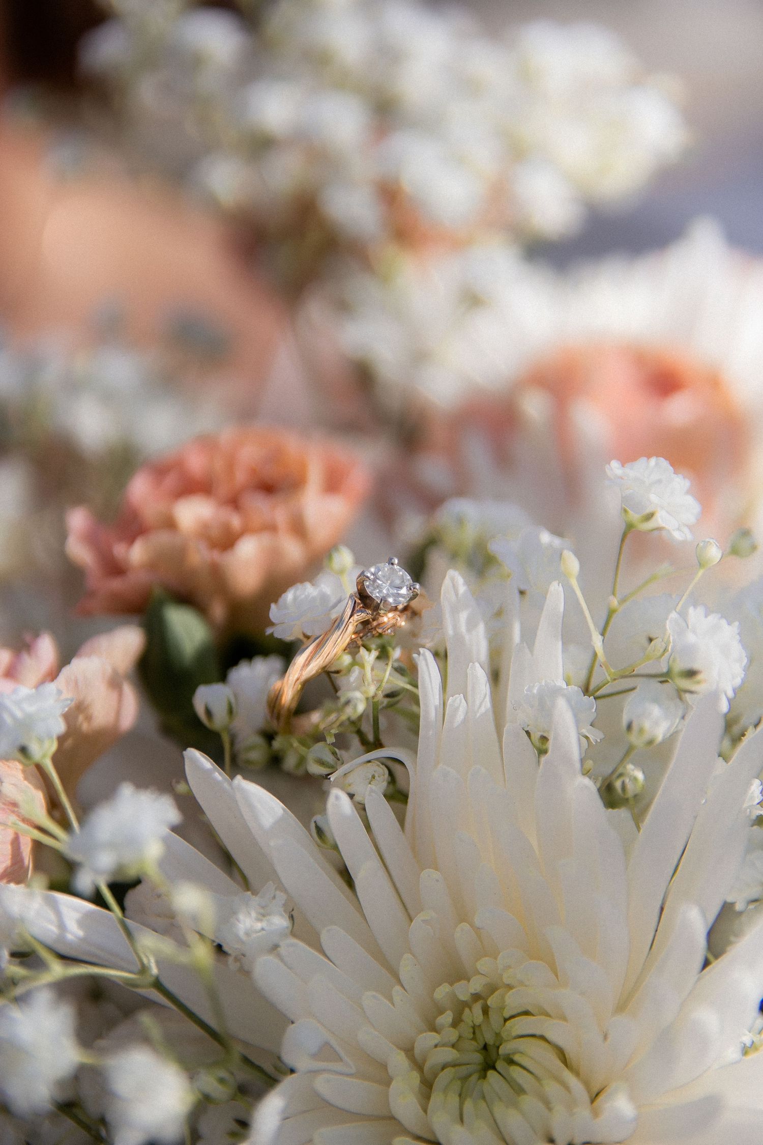 Delicate white chrysanthemum flowers in soft focus with blurred pink blooms in the background create a dreamy floral scene.
