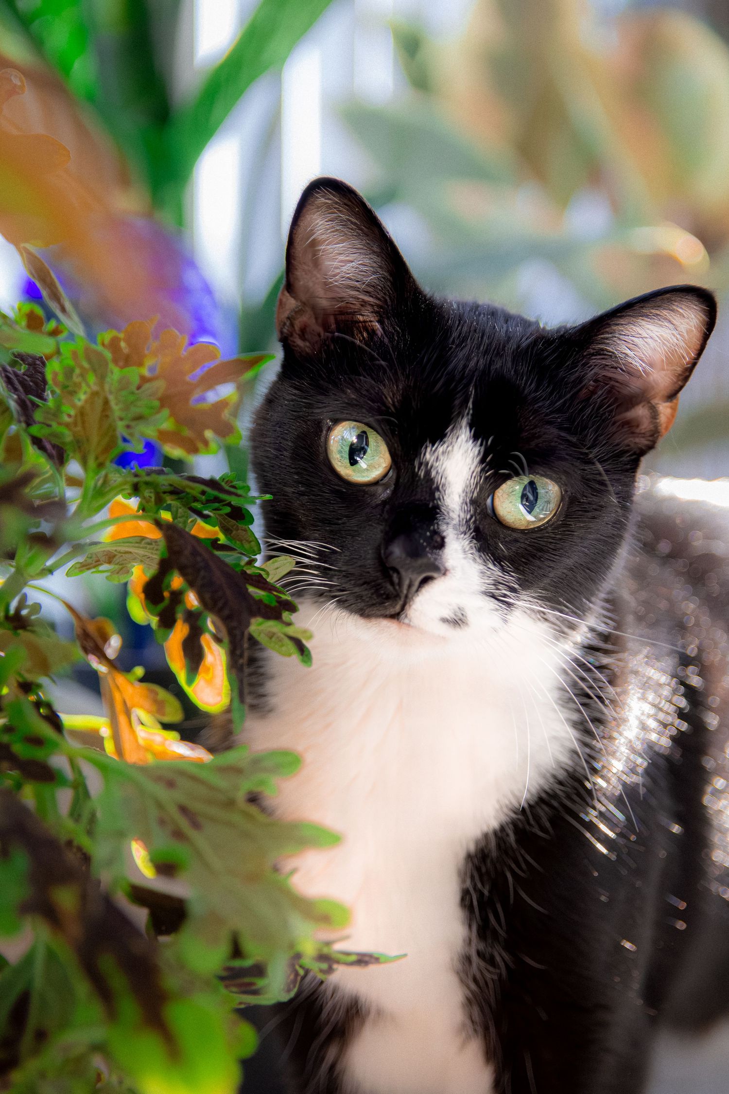 Close up of a black and white cat with striking green eyes among green foliage and flowers.