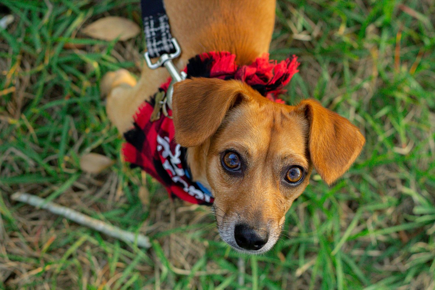 Close-up portrait of brown puppy wearing red and black plaid bandana on grass.