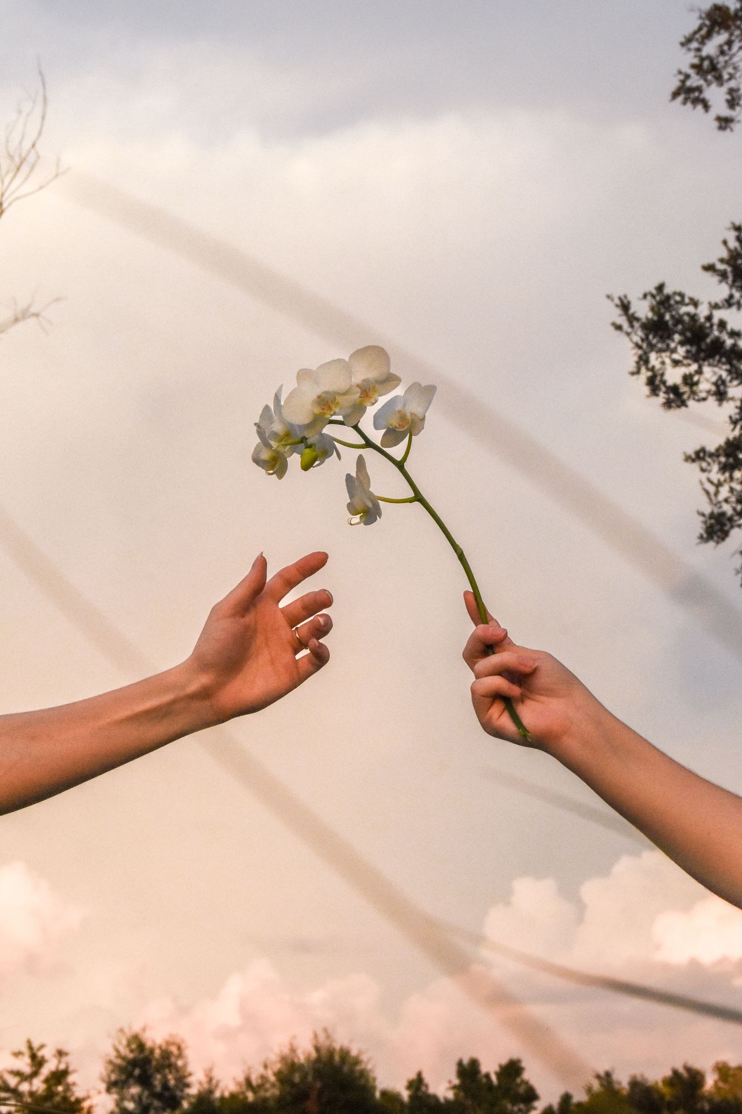 Hands holding white orchid flowers against a sunset sky background.