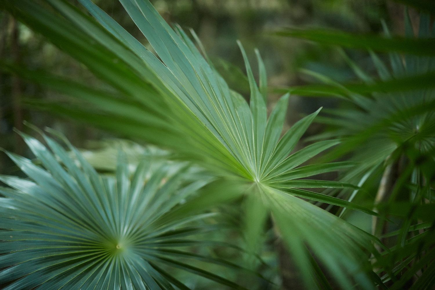 Photo of tropical greenery.