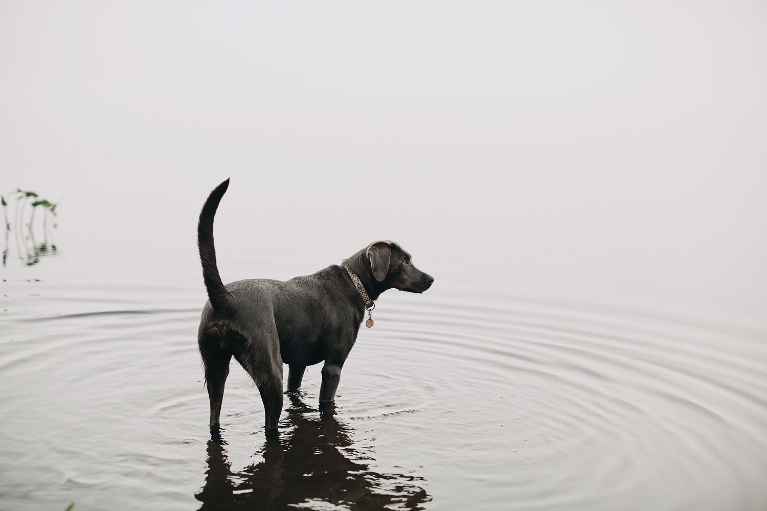 Photo of a dog entering a calm and serene lake.