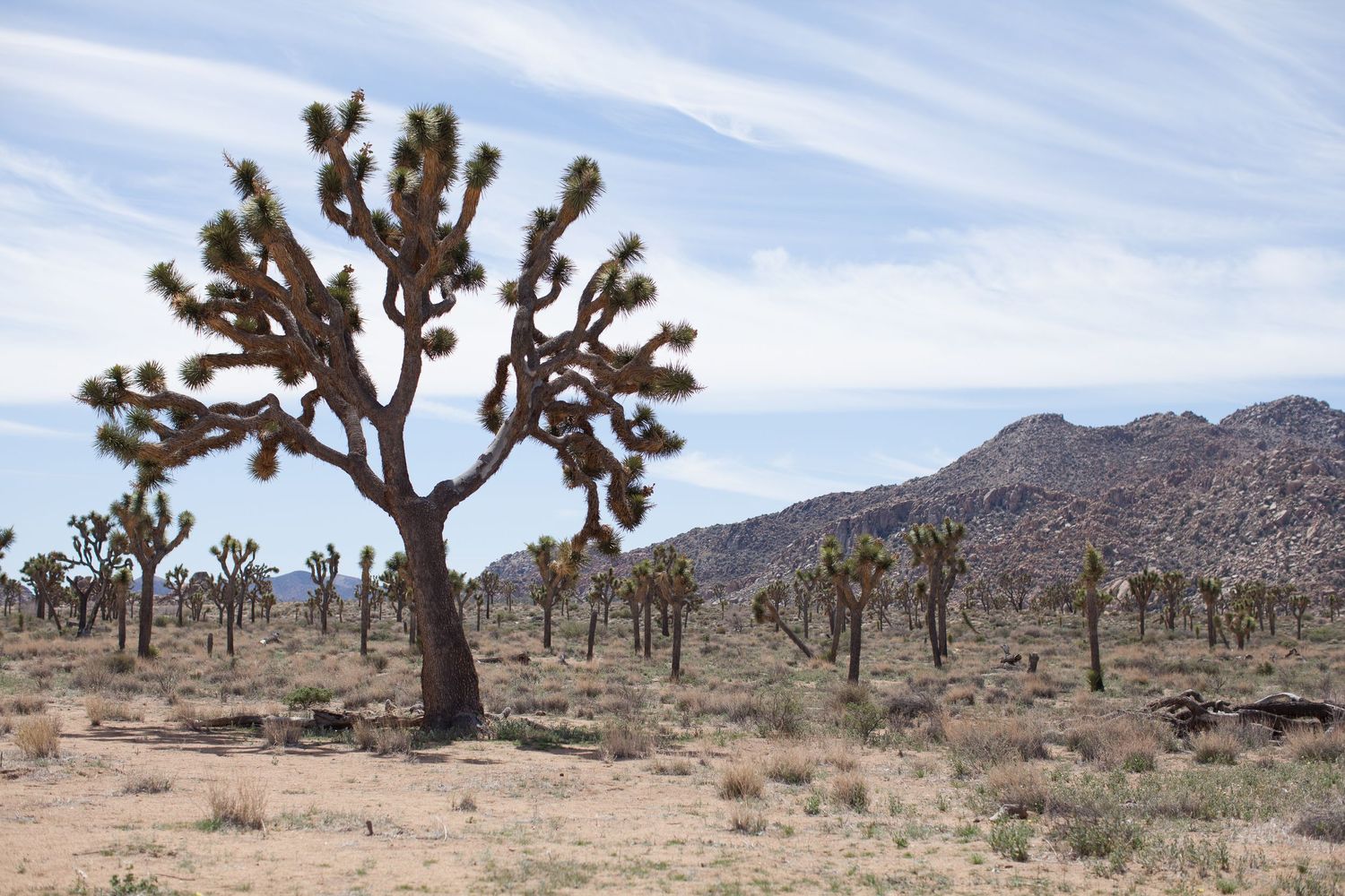 Wide shot of Joshua Tree National Park.