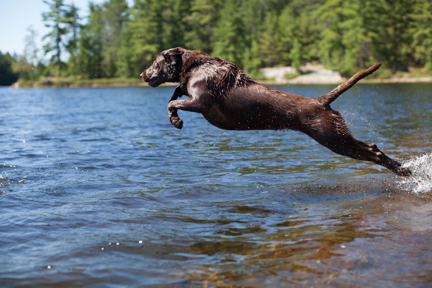 Action shot of dog diving into water.