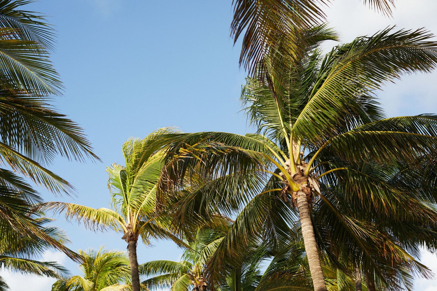 Photo of palm trees and sky.