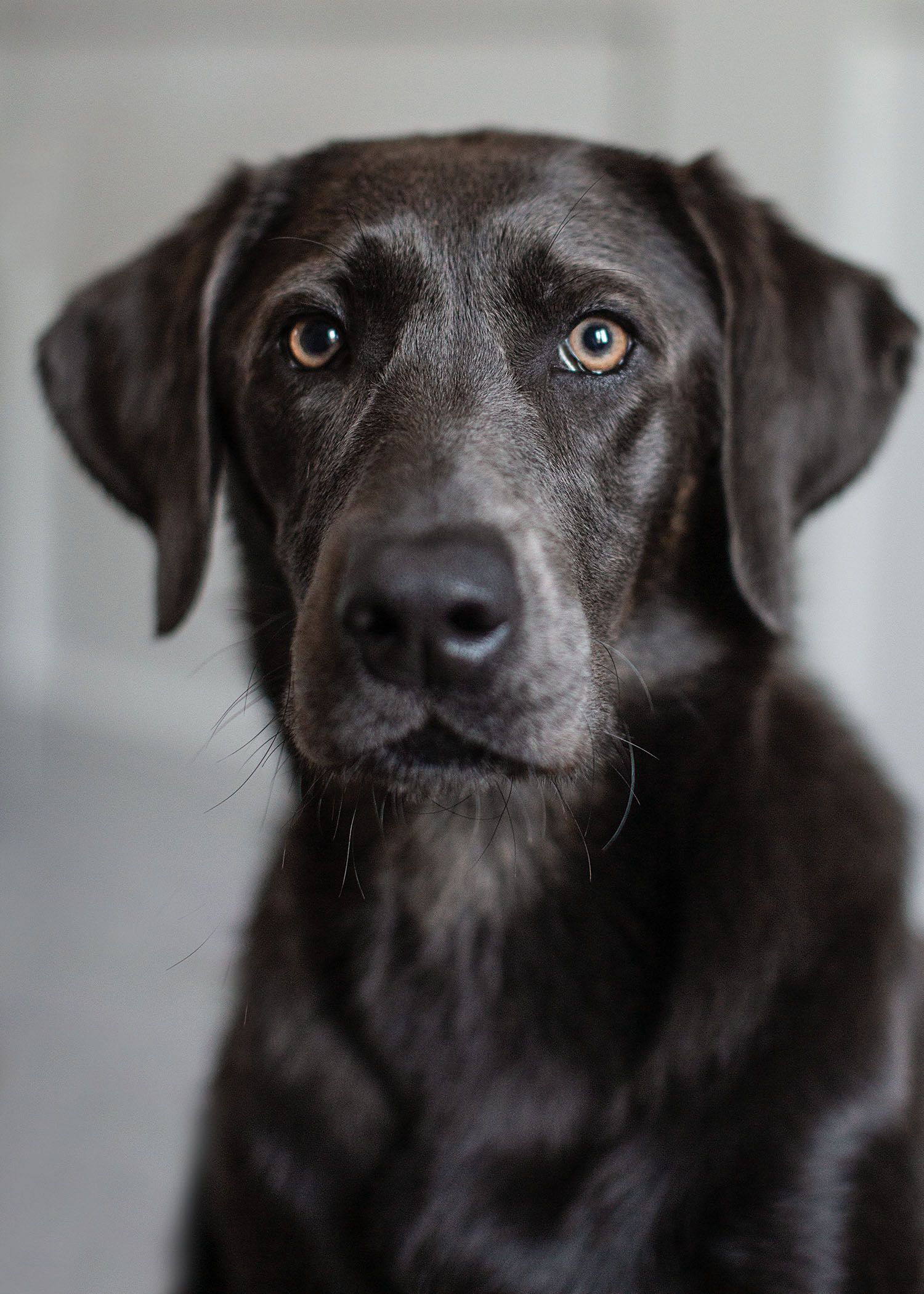 Close up photo of a charcoal lab.