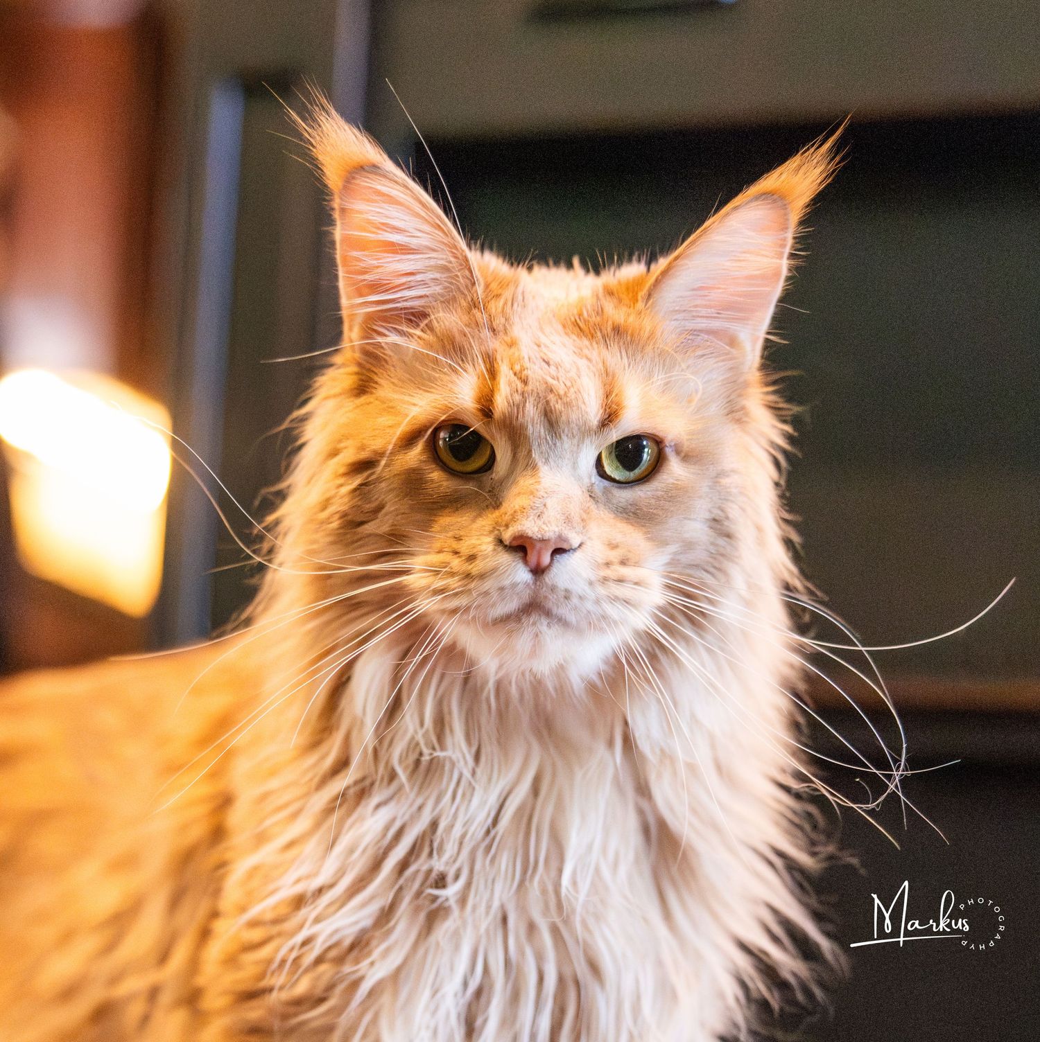 Orange and white Maine Coon cat with fluffy fur and bright eyes shown in multiple close-up profile portraits.