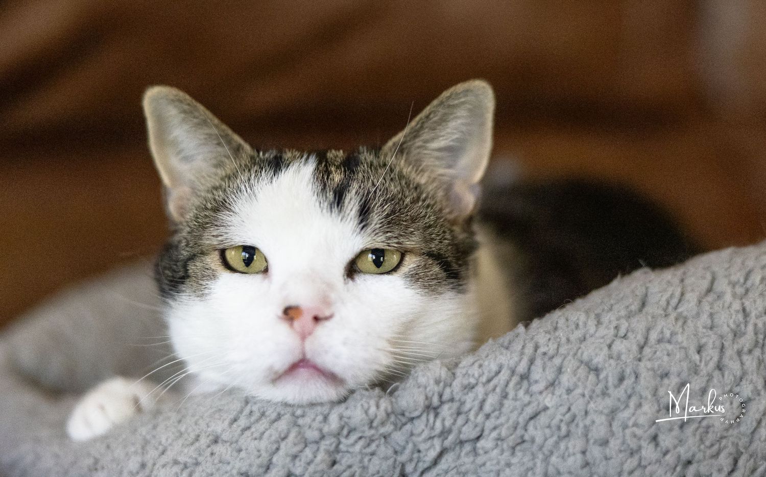 Close-up view of a gray and white cat's face with bright yellow eyes looking directly at the camera.