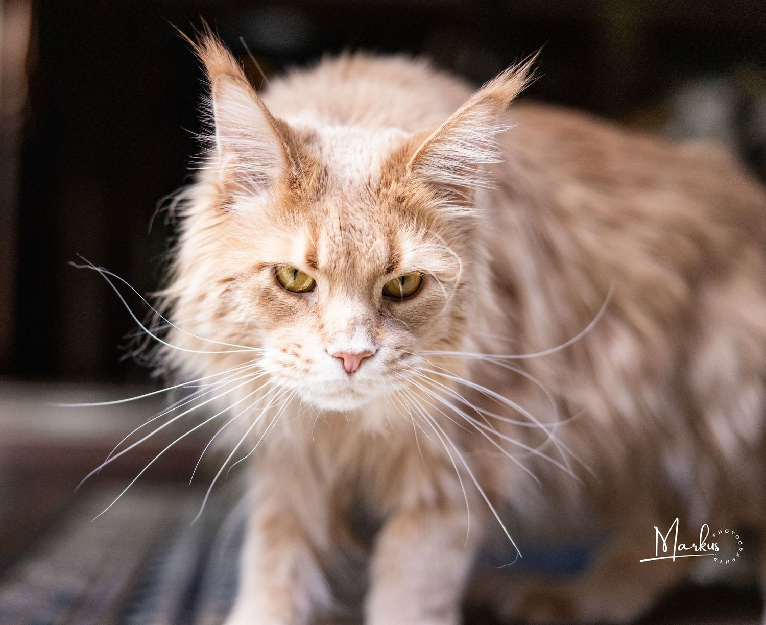 A majestic cream-colored Maine Coon cat with long fur and whiskers shown in a series of close-up portraits.