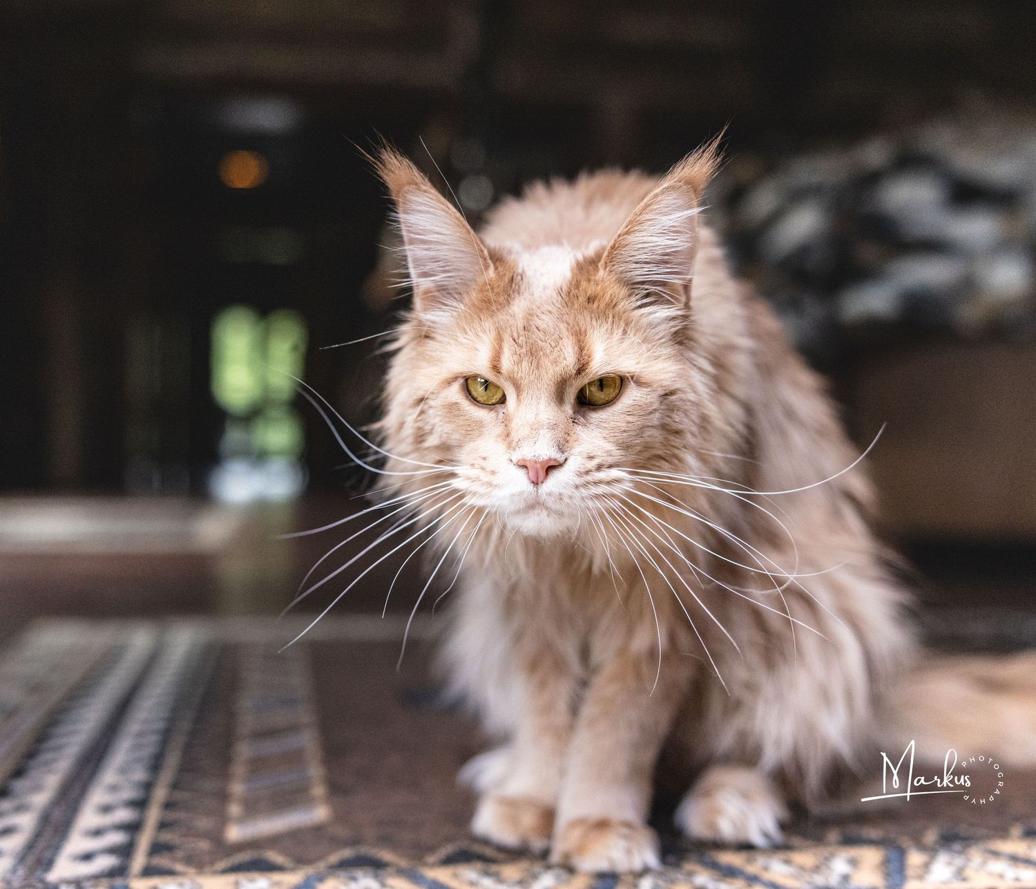 A fluffy cream-colored Maine Coon cat with long fur and amber eyes rests on a dark surface.