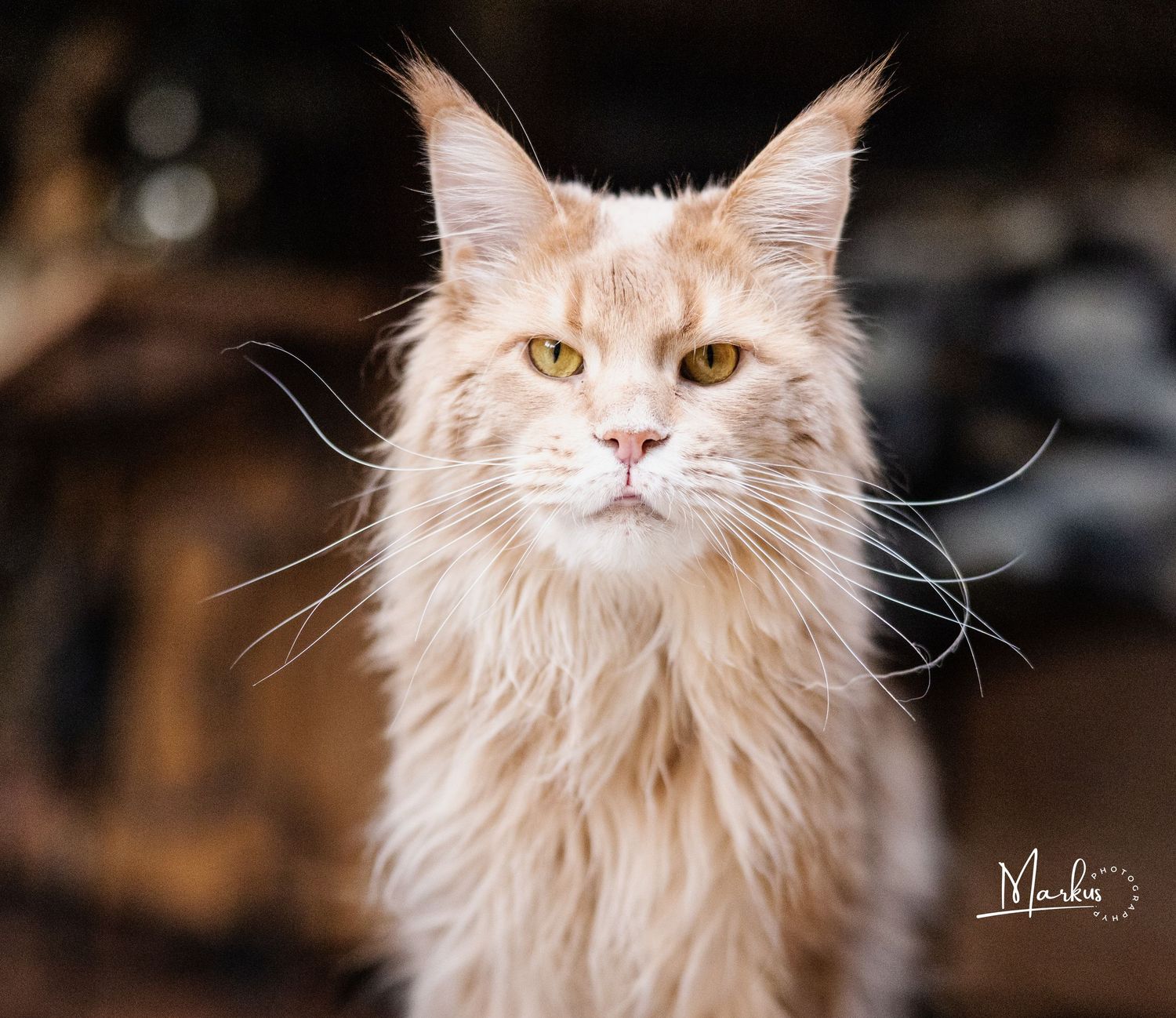 A majestic cream-colored Maine Coon cat with golden eyes and long fluffy fur gazes at the camera in multiple poses.