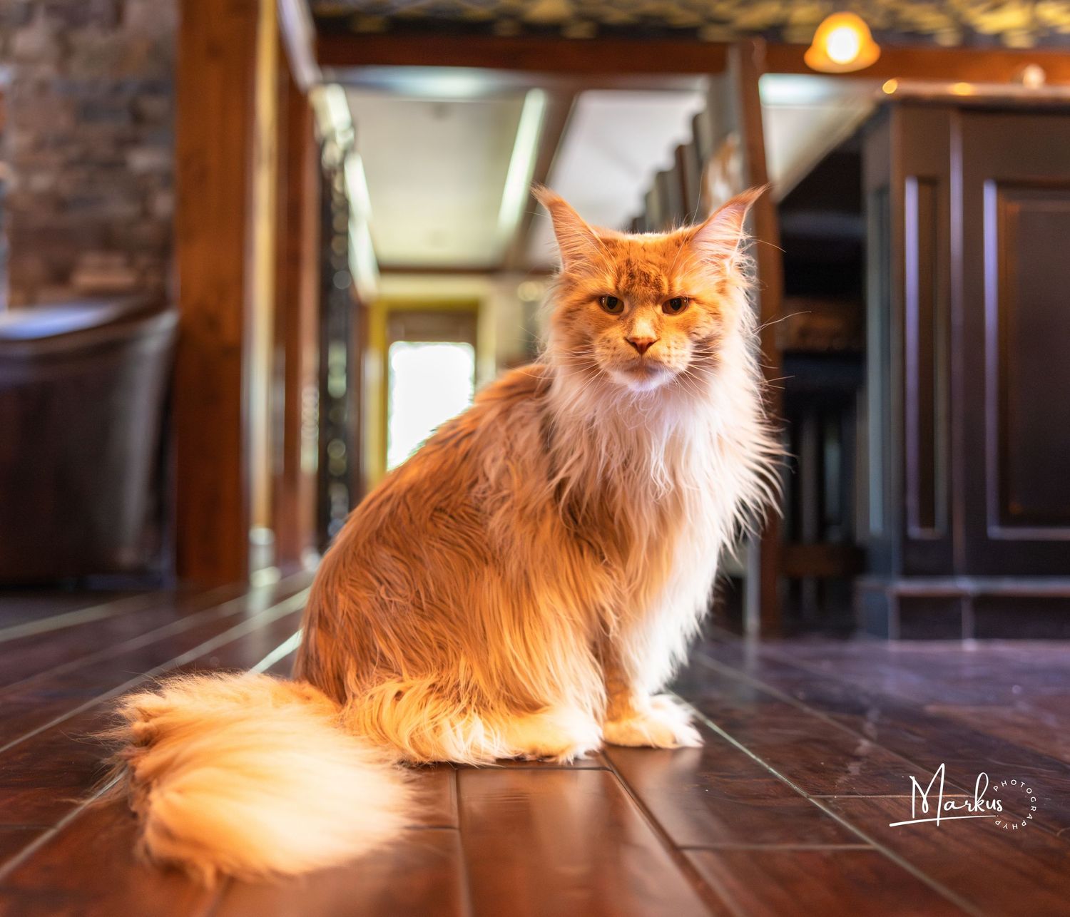 A majestic orange Maine Coon cat with fluffy fur lounges gracefully on a hardwood floor in natural lighting.