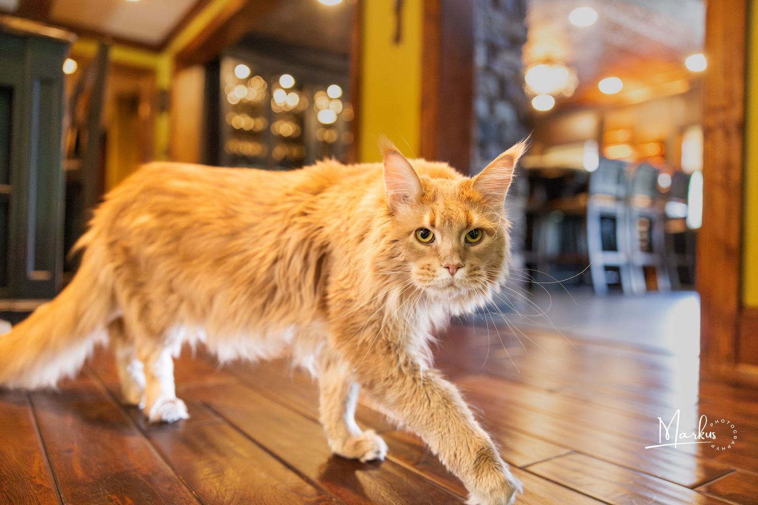 Orange and white cat walks gracefully across wooden floor in a warmly lit room.