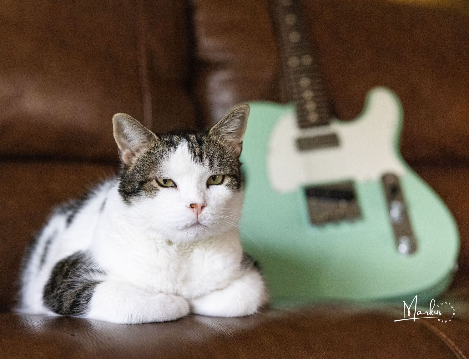 A white and gray cat rests comfortably on a couch with a mint green guitar visible in the background.