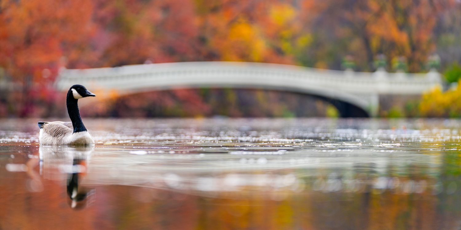 A goose swimming in Central Park with a soft reflection of Bow Bridge during fall.