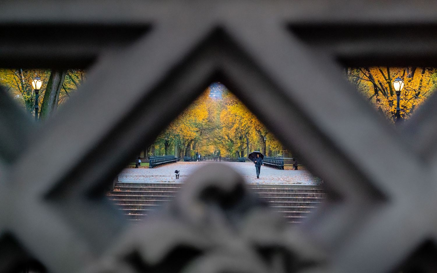 A woman walking her dog through Central Park in autumn, framed by symmetrical stone bridge openings.