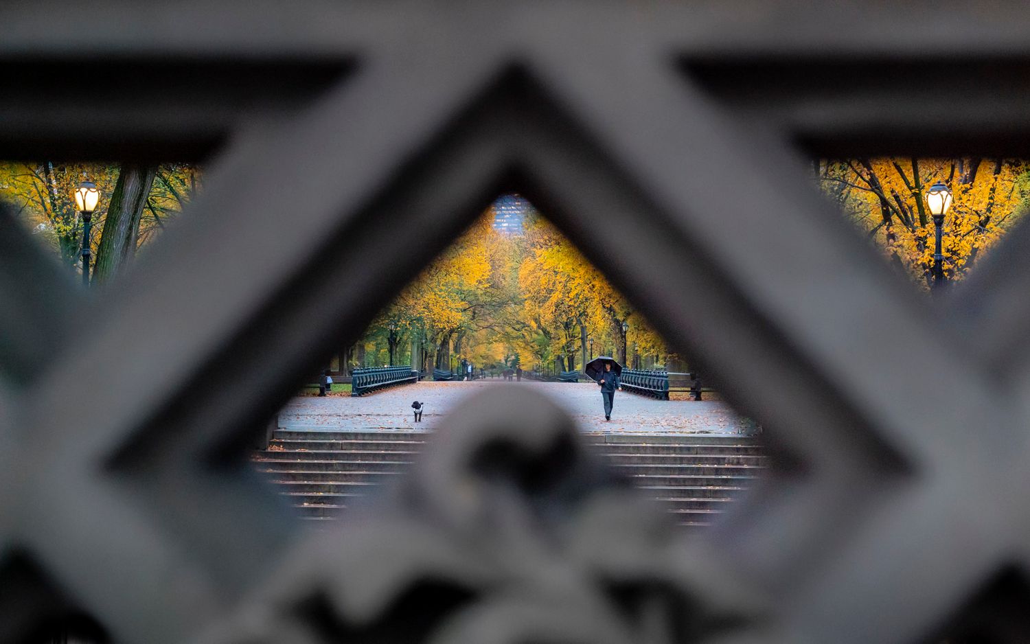 Pedestrian with an umbrella and dog framed through a geometric bridge railing amid Central Park’s autumn foliage