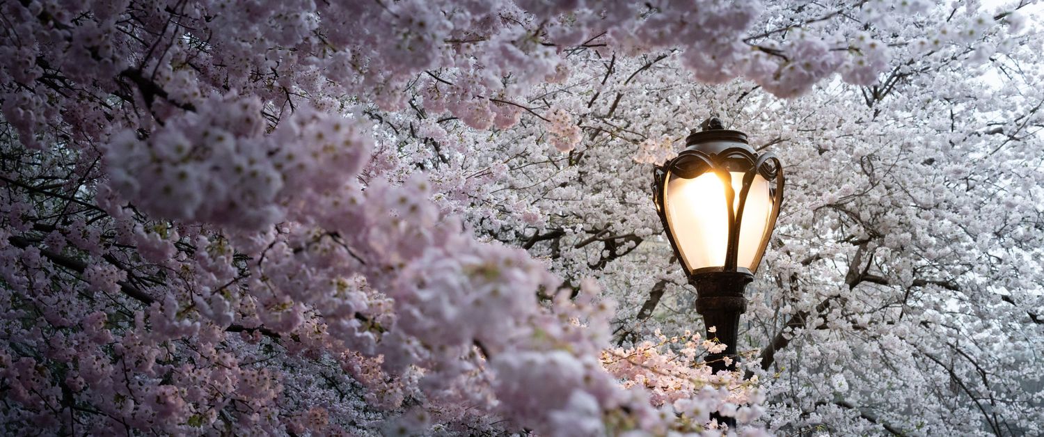 A glowing lamppost surrounded by blooming spring trees.