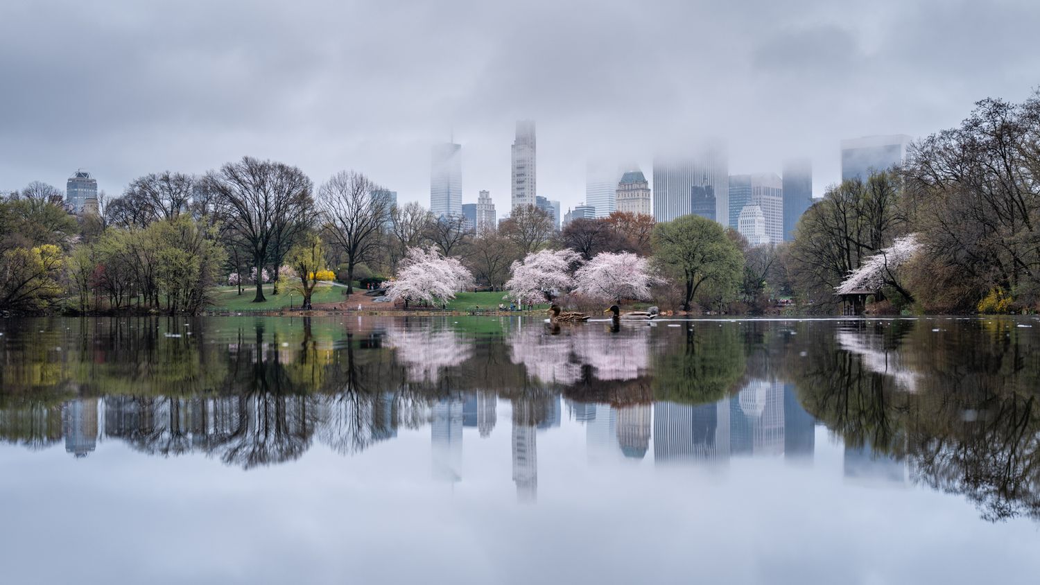 Blooming trees reflected in still water on a spring day, with the New York City skyline in the background.