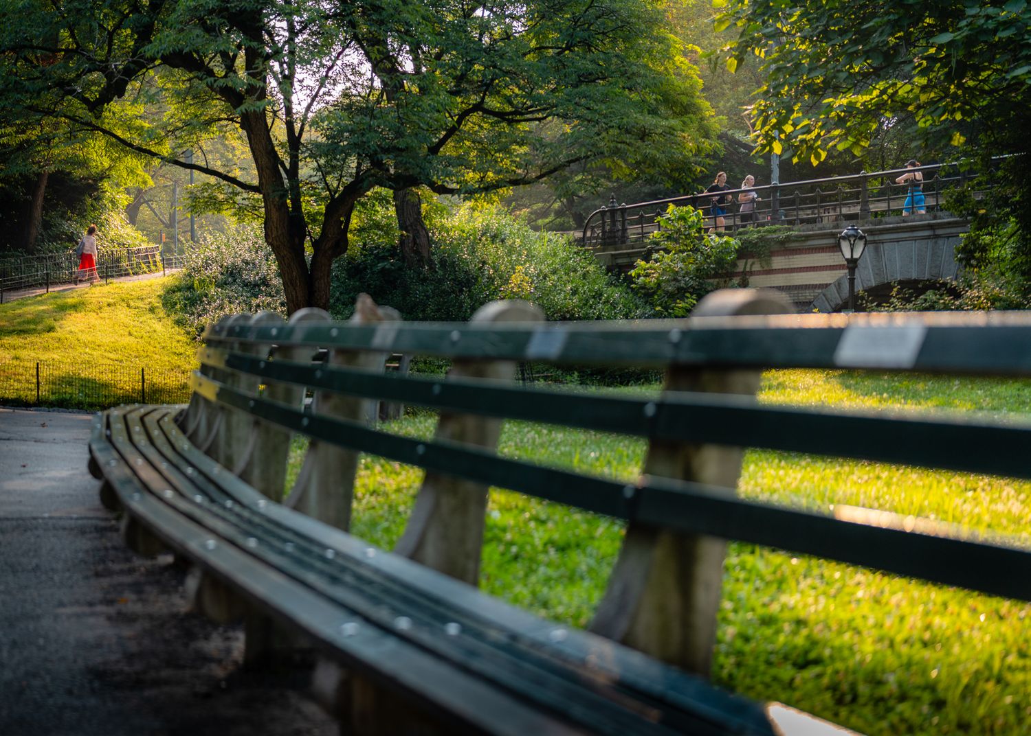 A curved park bench surrounded by green foliage in Central Park.