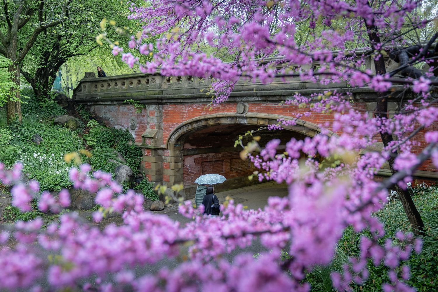 Purple spring blossoms surrounding a person with an umbrella near a bridge in Central Park.