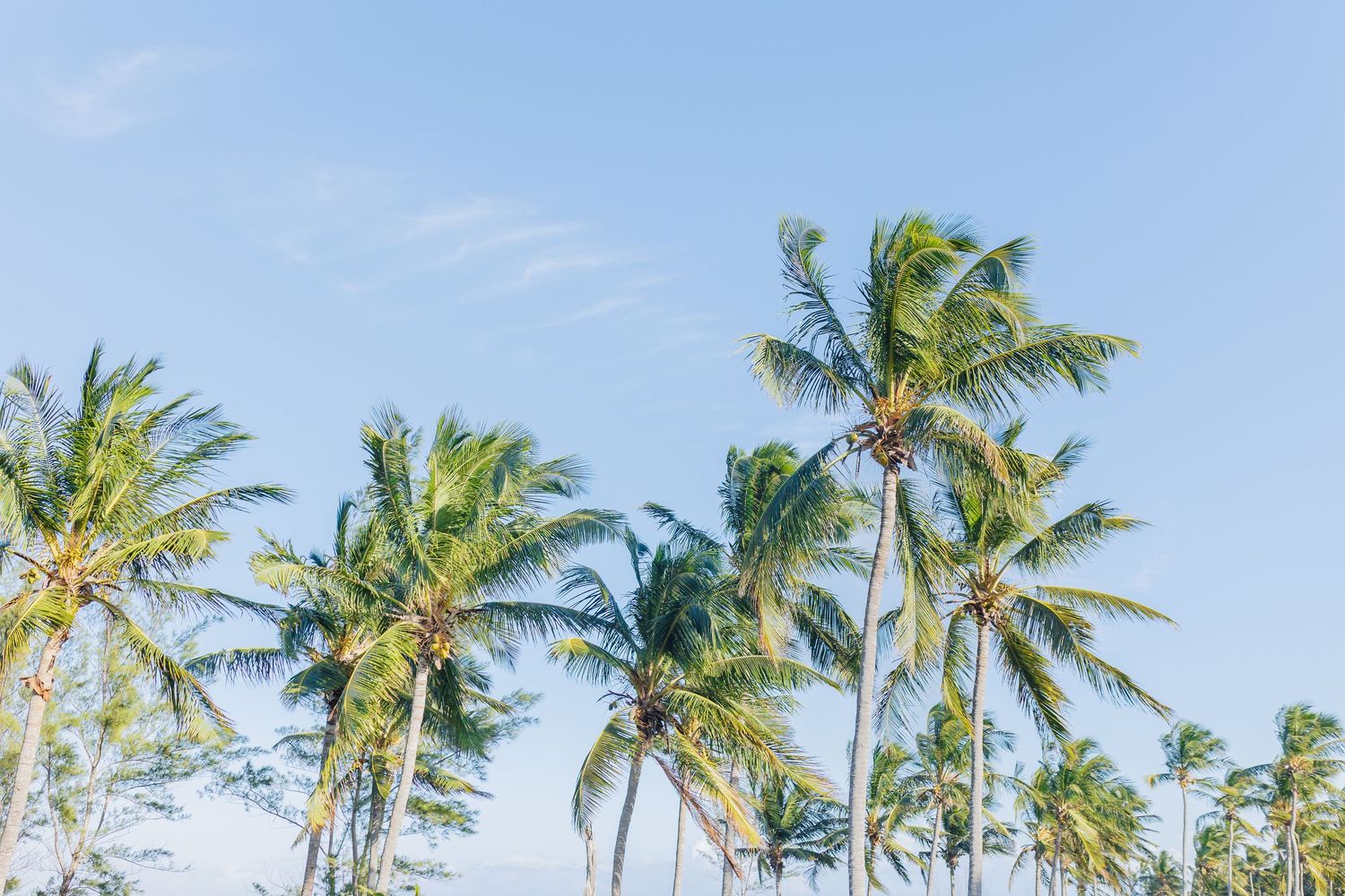wedding  photos in Eleuthera  bahamas