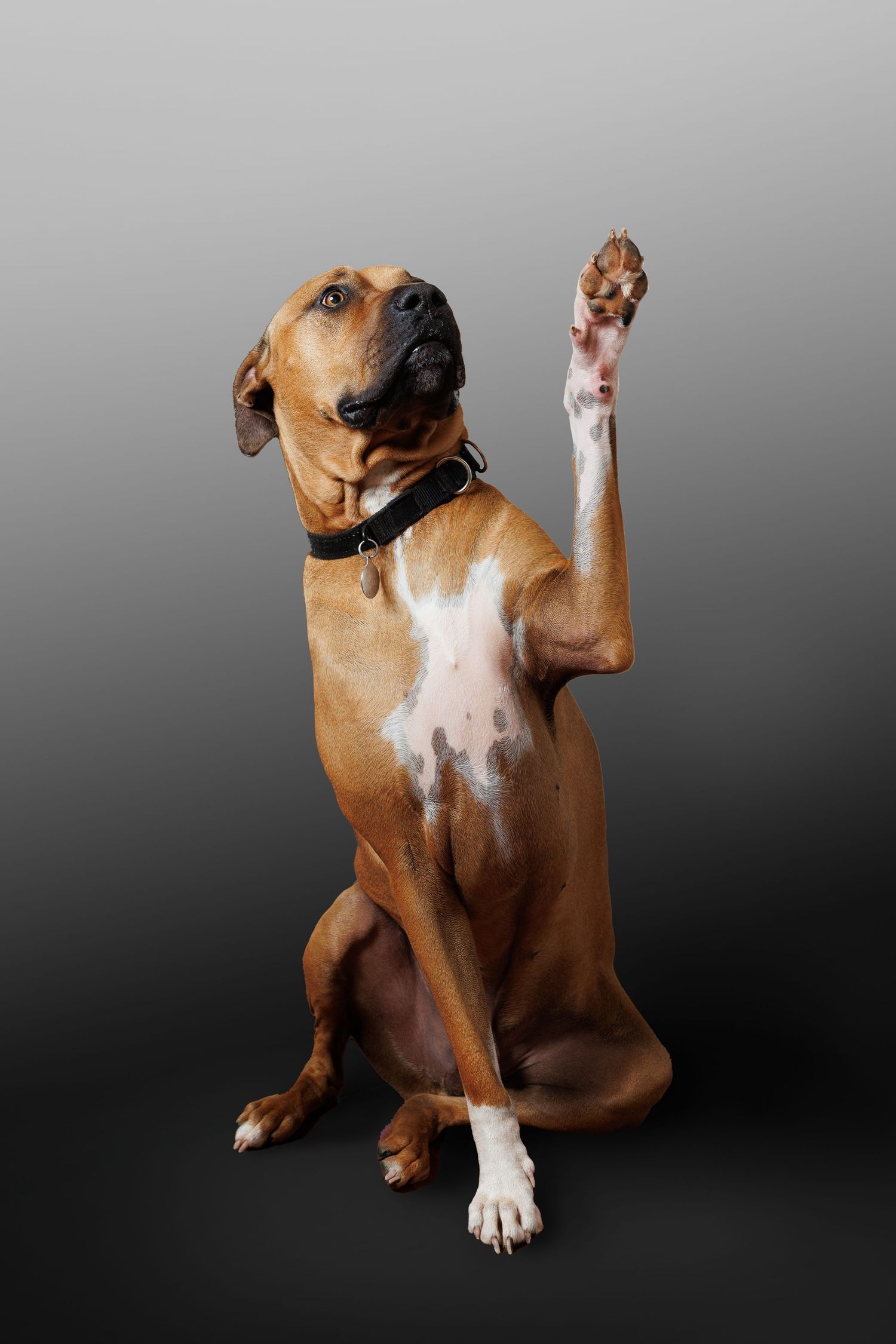 A brown and white boxer dog strikes various playful poses against a dark background showing its personality and paw gestures.