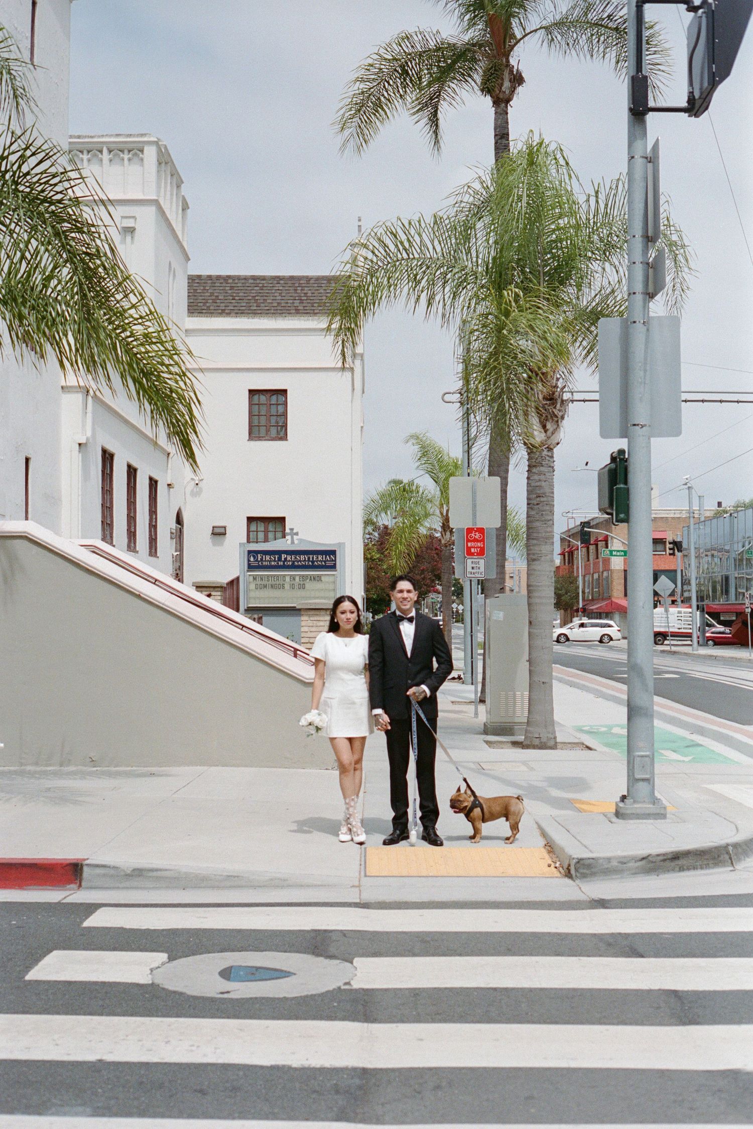 Newlywed couple in wedding attire walks a French Bulldog at a sunny urban crosswalk with palm trees.