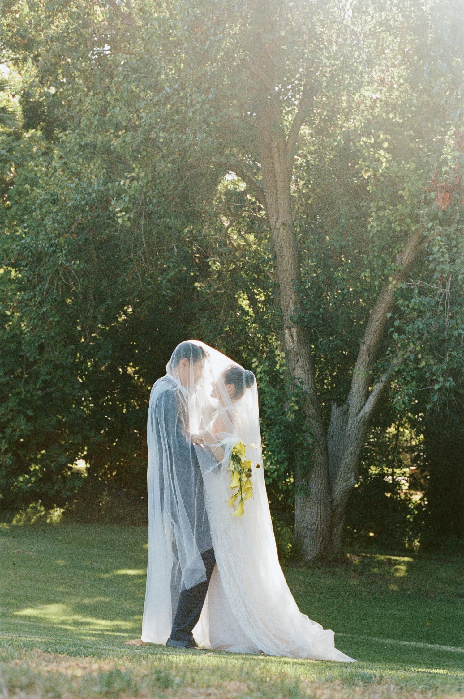 Bride and groom kiss under a flowing cathedral veil on a sunlit green lawn outdoors.