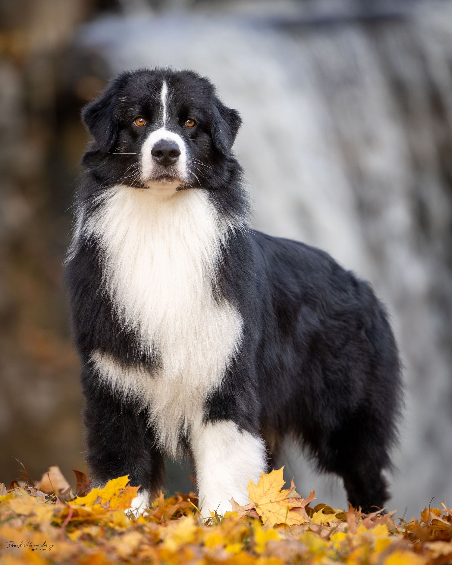 aussie, Australian Shepard, dog portrait, pet portrait
