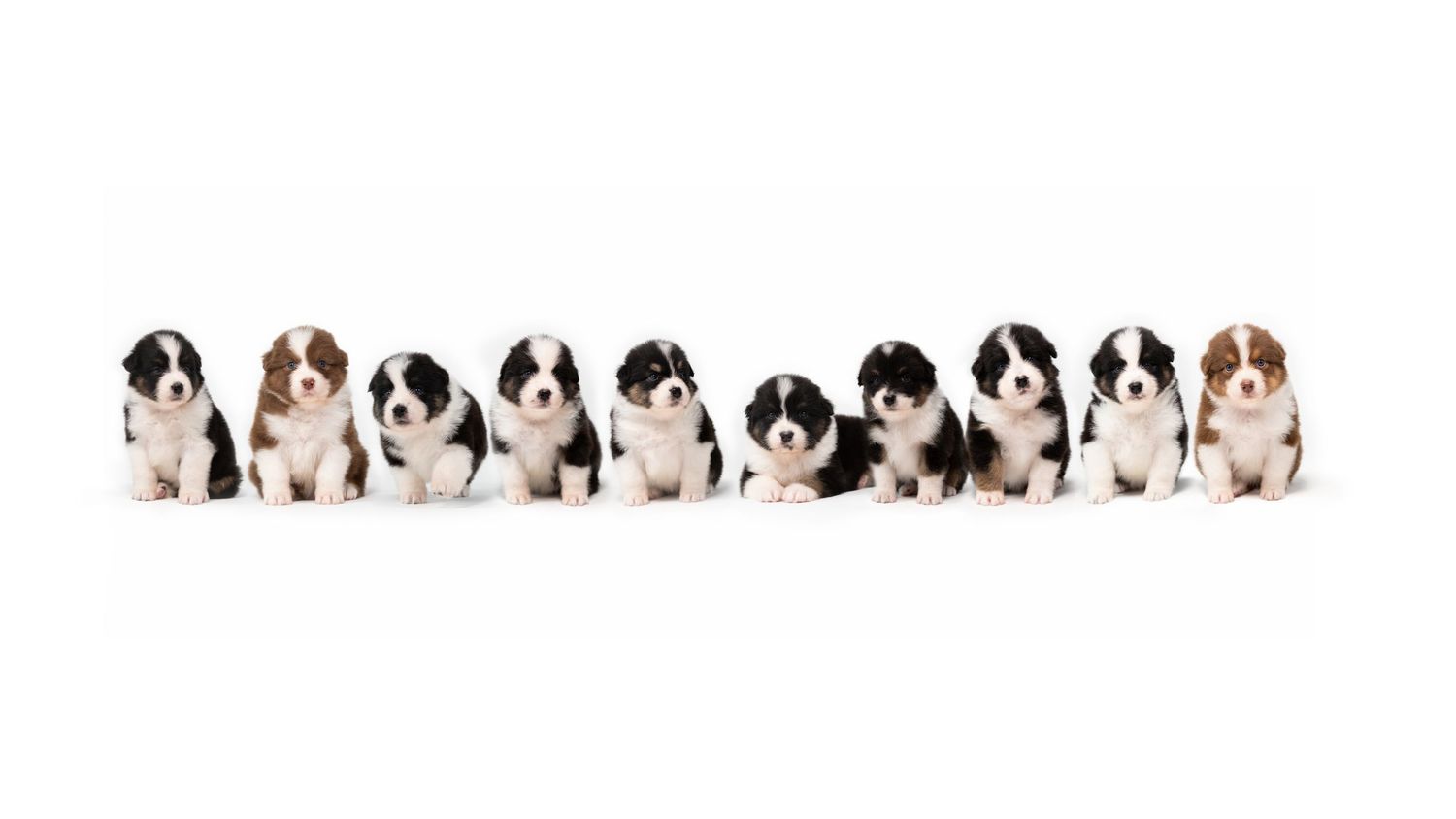 puppies, dog, cat, pet