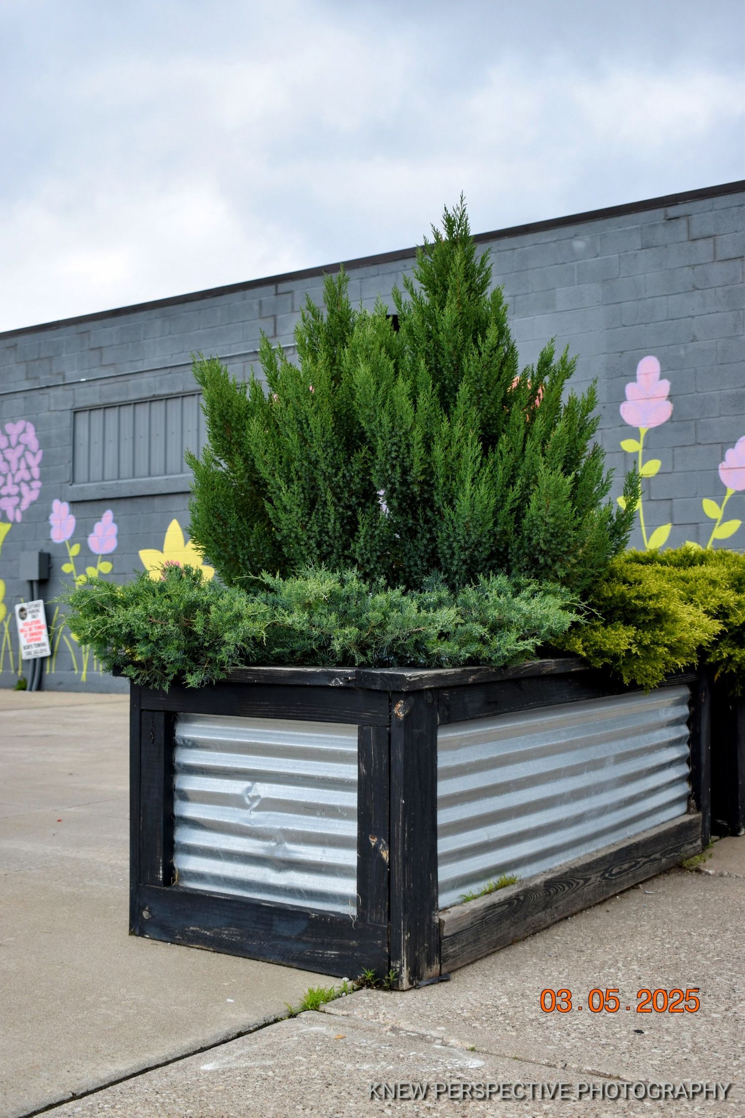 Modern raised garden bed with corrugated metal sides and evergreen shrubs against a gray wall with decorative flower artwork.