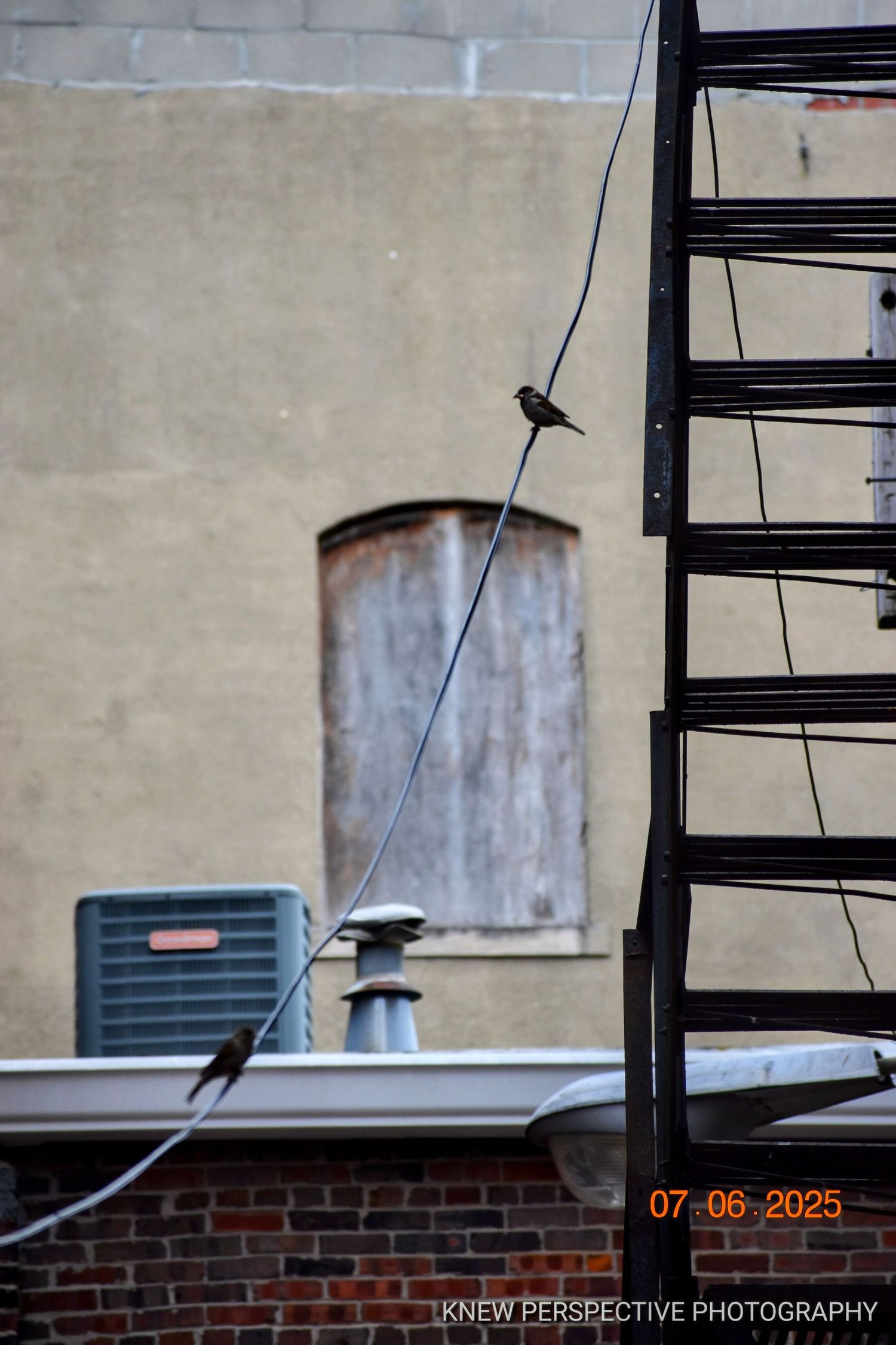 Urban architectural detail showing a fire escape, brick wall, and  birds perched on utility cables against a beige building exterior.