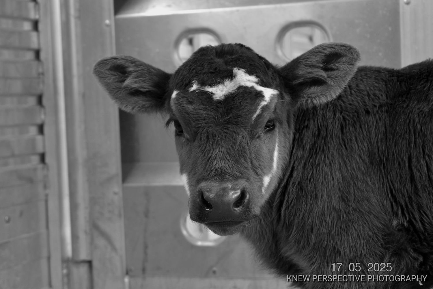 Black and white portrait of a young calf with white markings on its face looking directly at the camera.