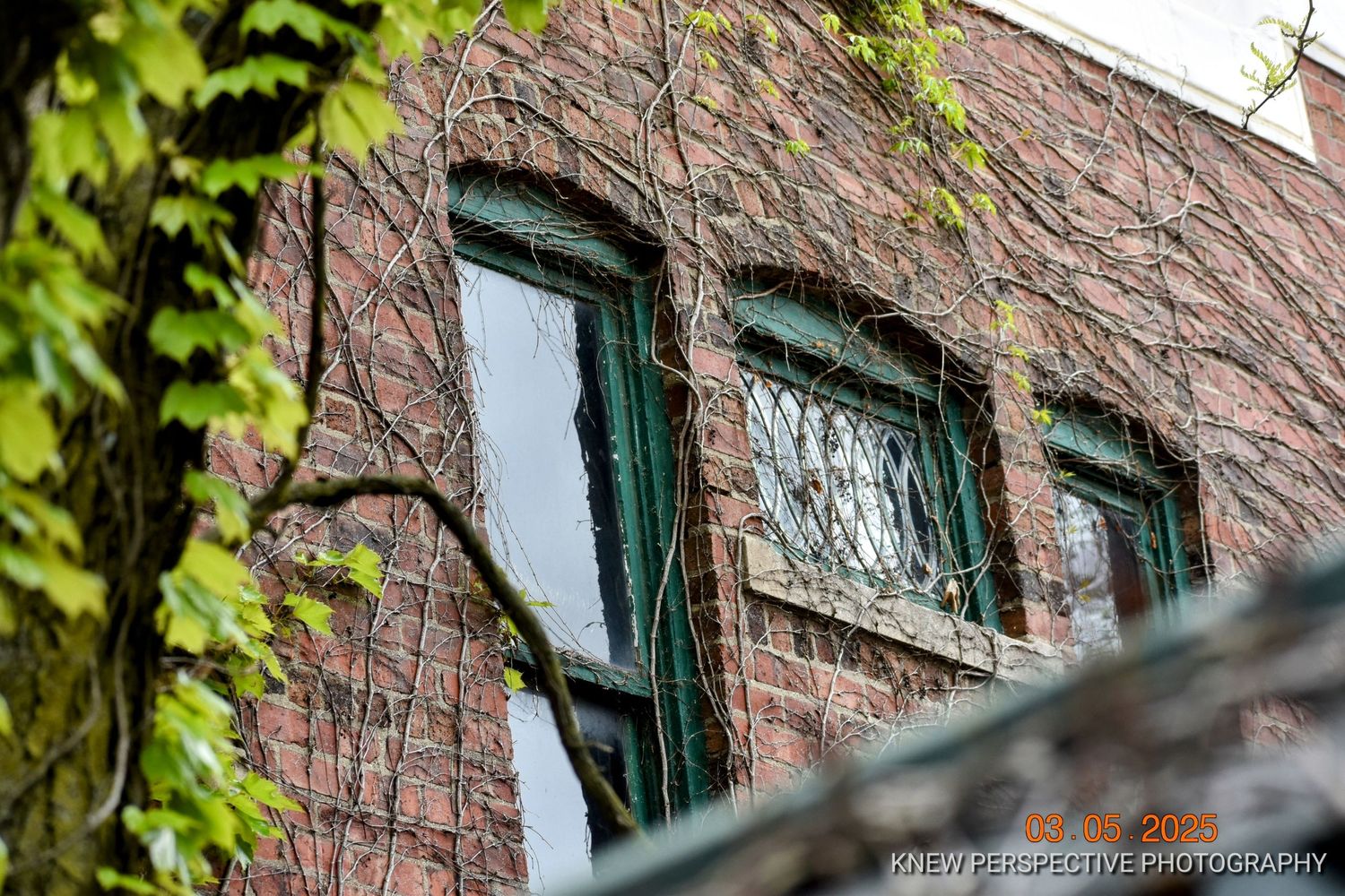 Weathered brick building with green-trimmed windows and climbing ivy vines on the exterior wall.