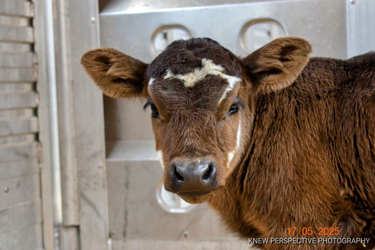 A young brown calf stands in a trailer stall looking at the camera with large expressive eyes.