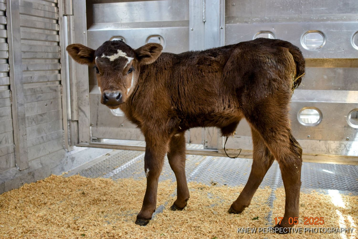 A young brown calf stands on straw bedding inside a trailer.