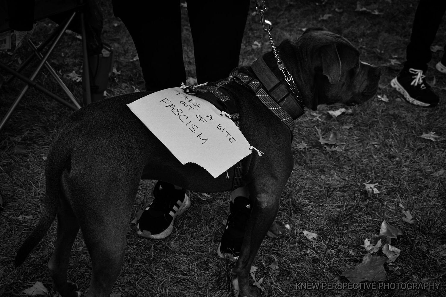 Black and white photo of a dog with a sign attached to its back standing on grass in a dark setting.