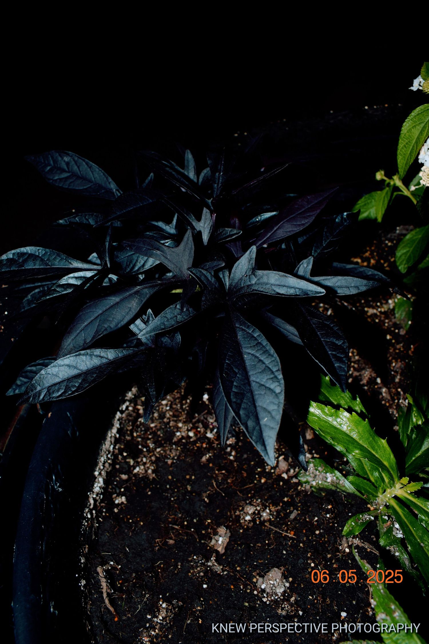 Dark tropical leaves cast dramatic shadows against soil in a moody garden composition.