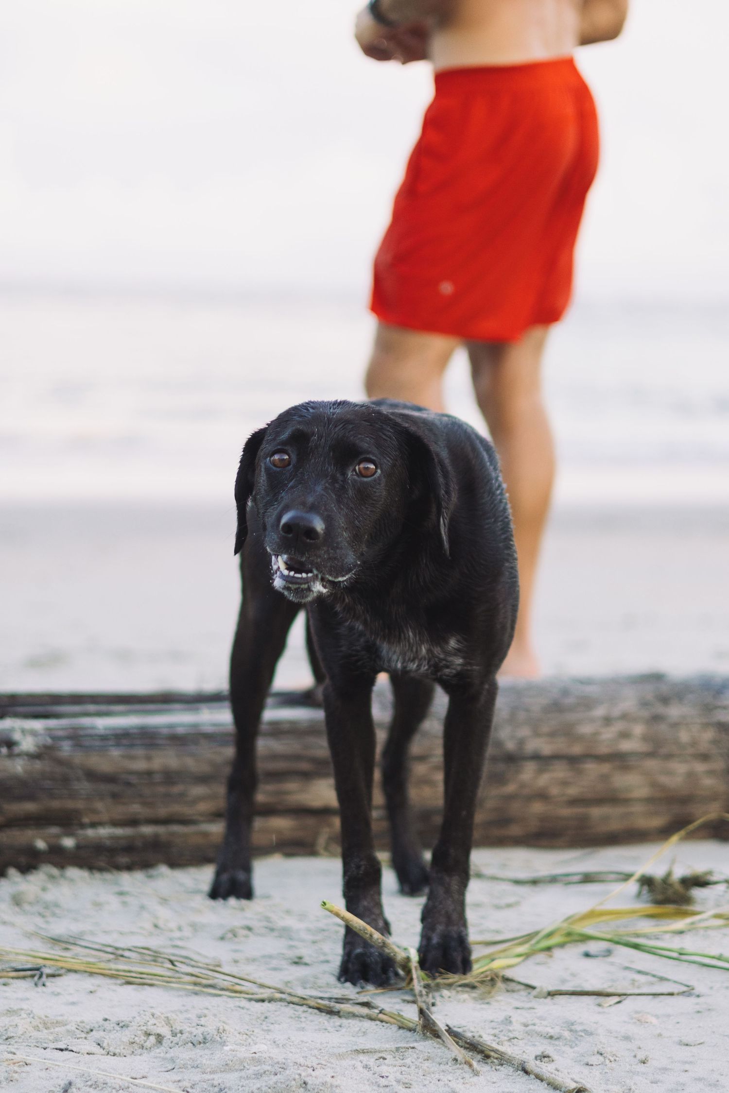 Black Labrador dog standing on sandy beach with person wearing red shorts visible in background.