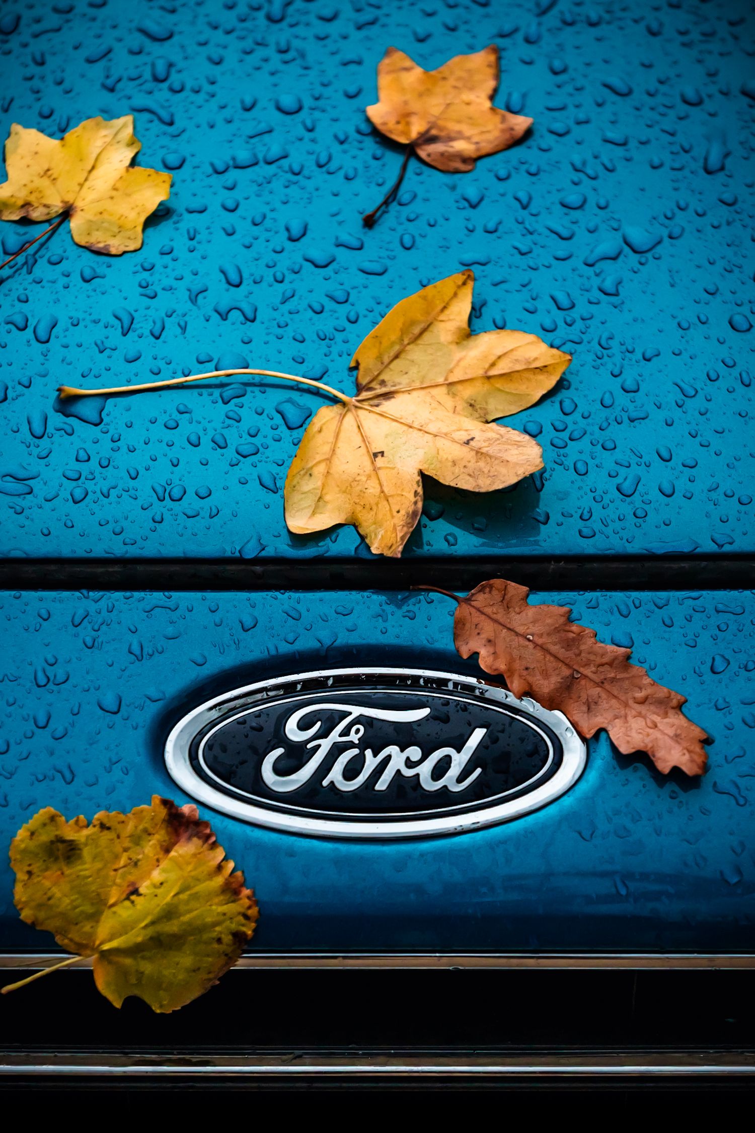 Ford embléma őszi levelekkel