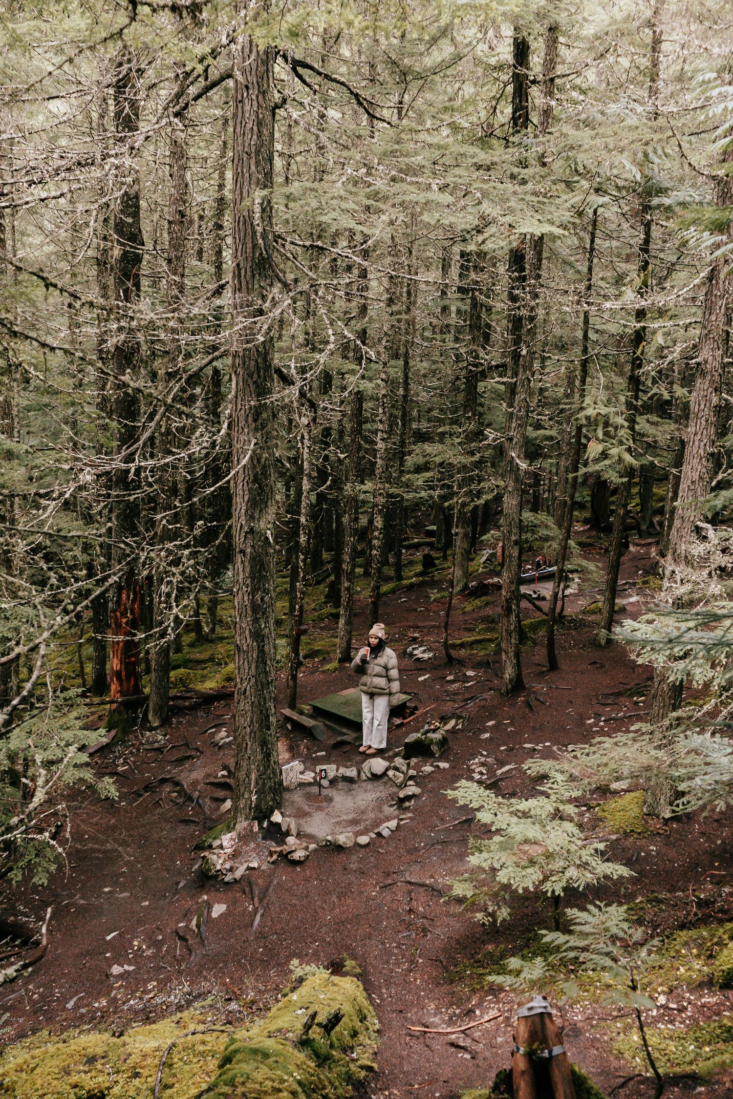 A lone hiker standing in a lush green forest clearing surrounded by tall moss-covered trees.