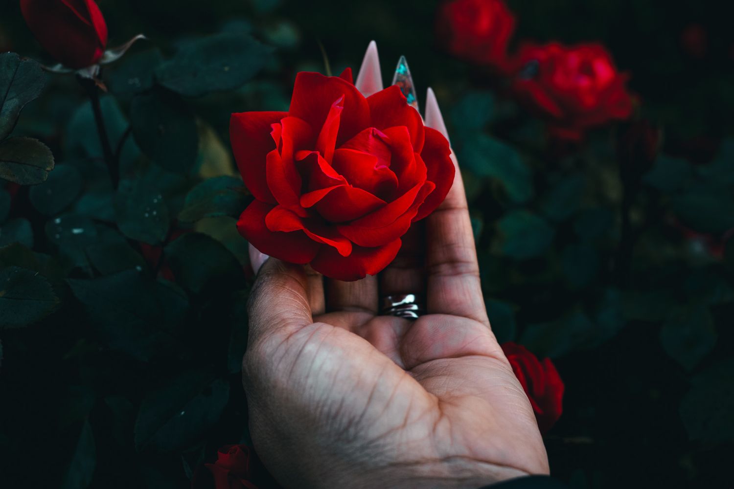 A hand with long nails holding a vibrant red rose against a dark green leafy background.