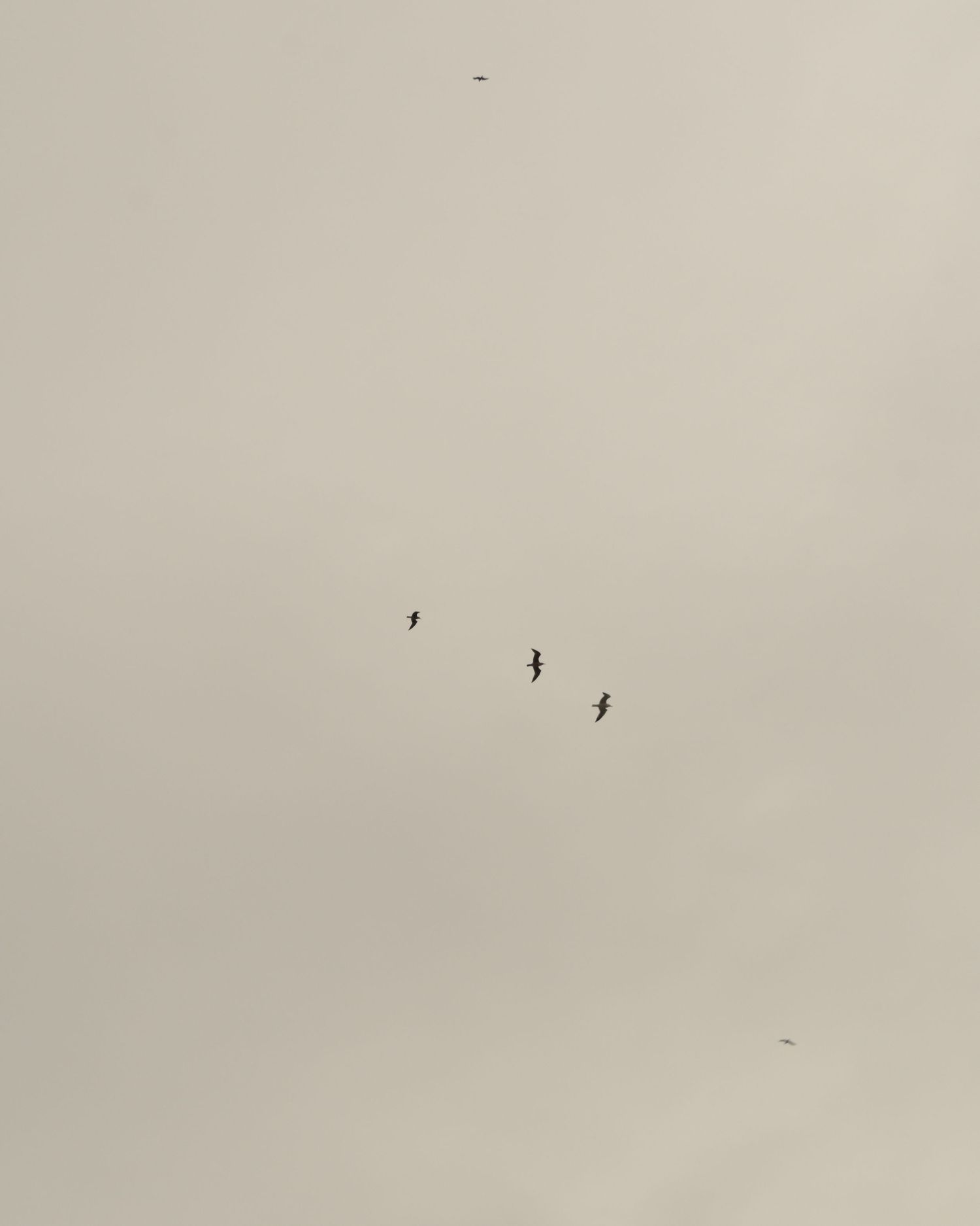Two small birds flying in a light gray cloudy sky.