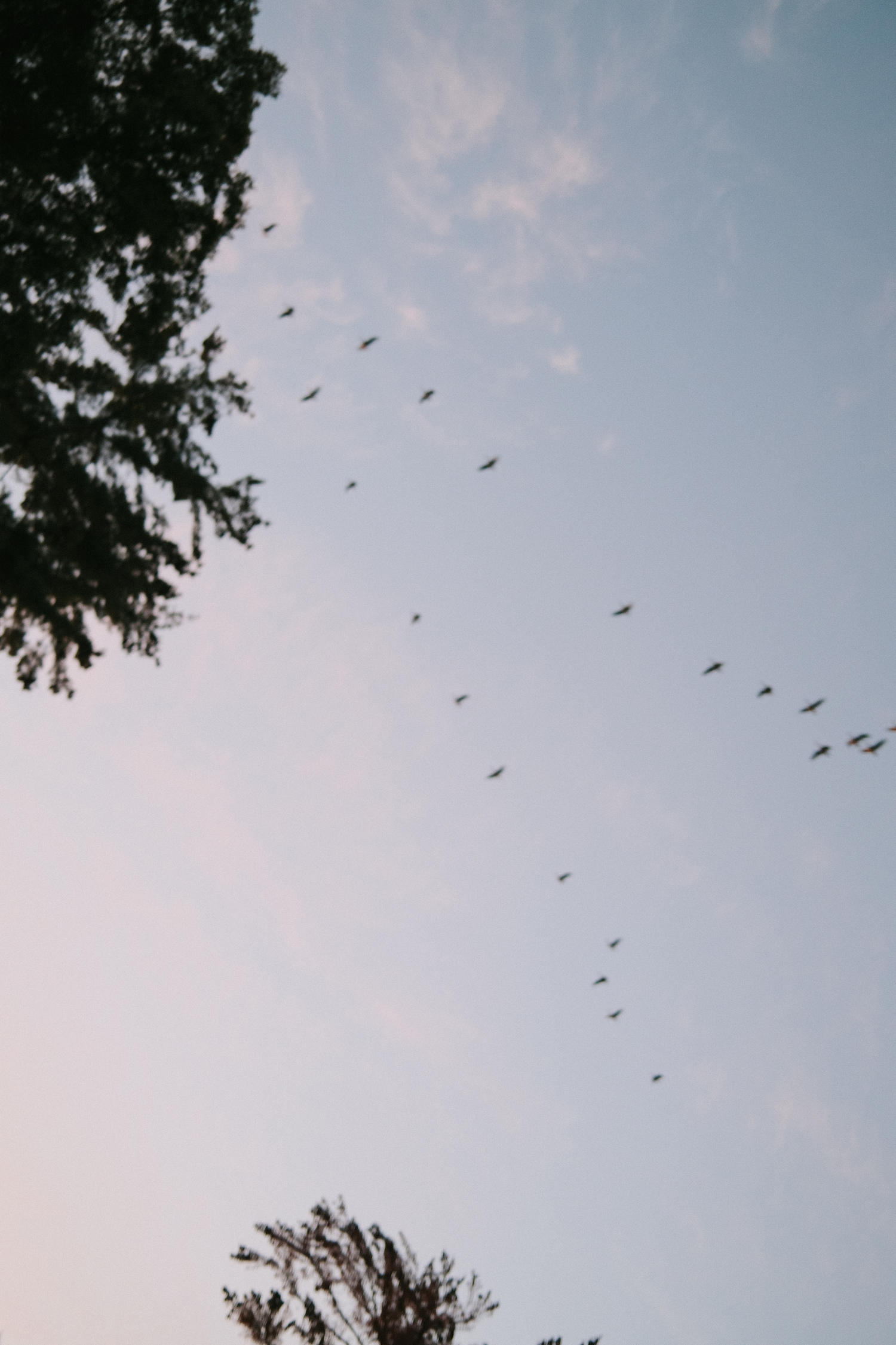 Birds flying across a bright blue sky with tree silhouettes.