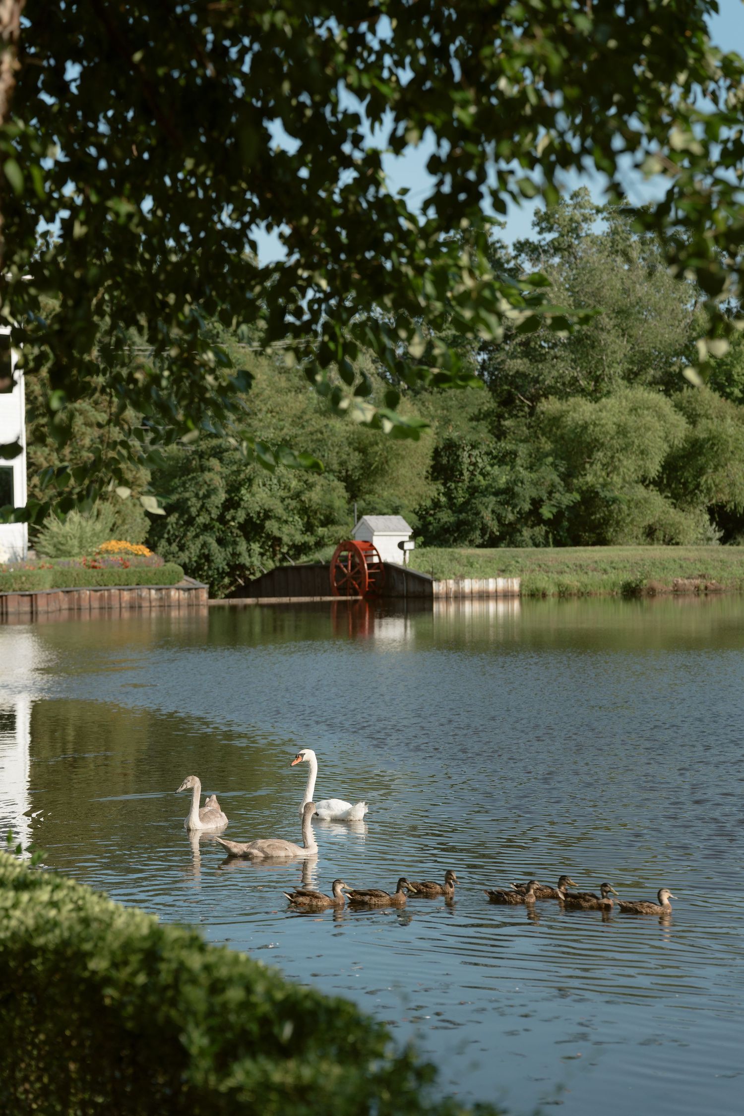 Swans and ducks swimming on a tranquil pond with lush green trees and a red waterwheel in the background.