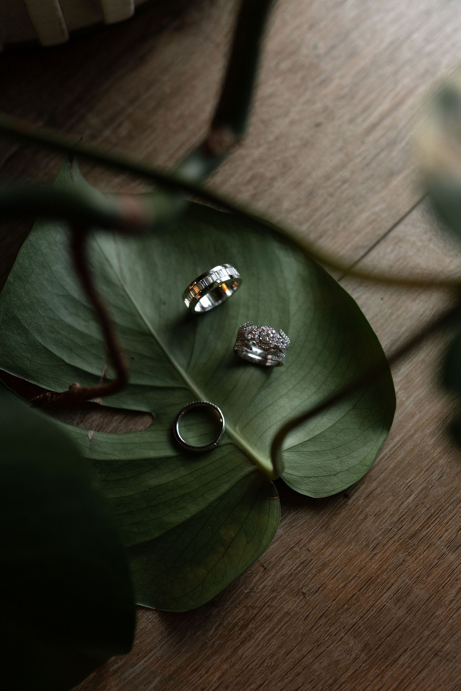 Wedding rings artistically arranged on a large tropical monstera leaf against wooden background.