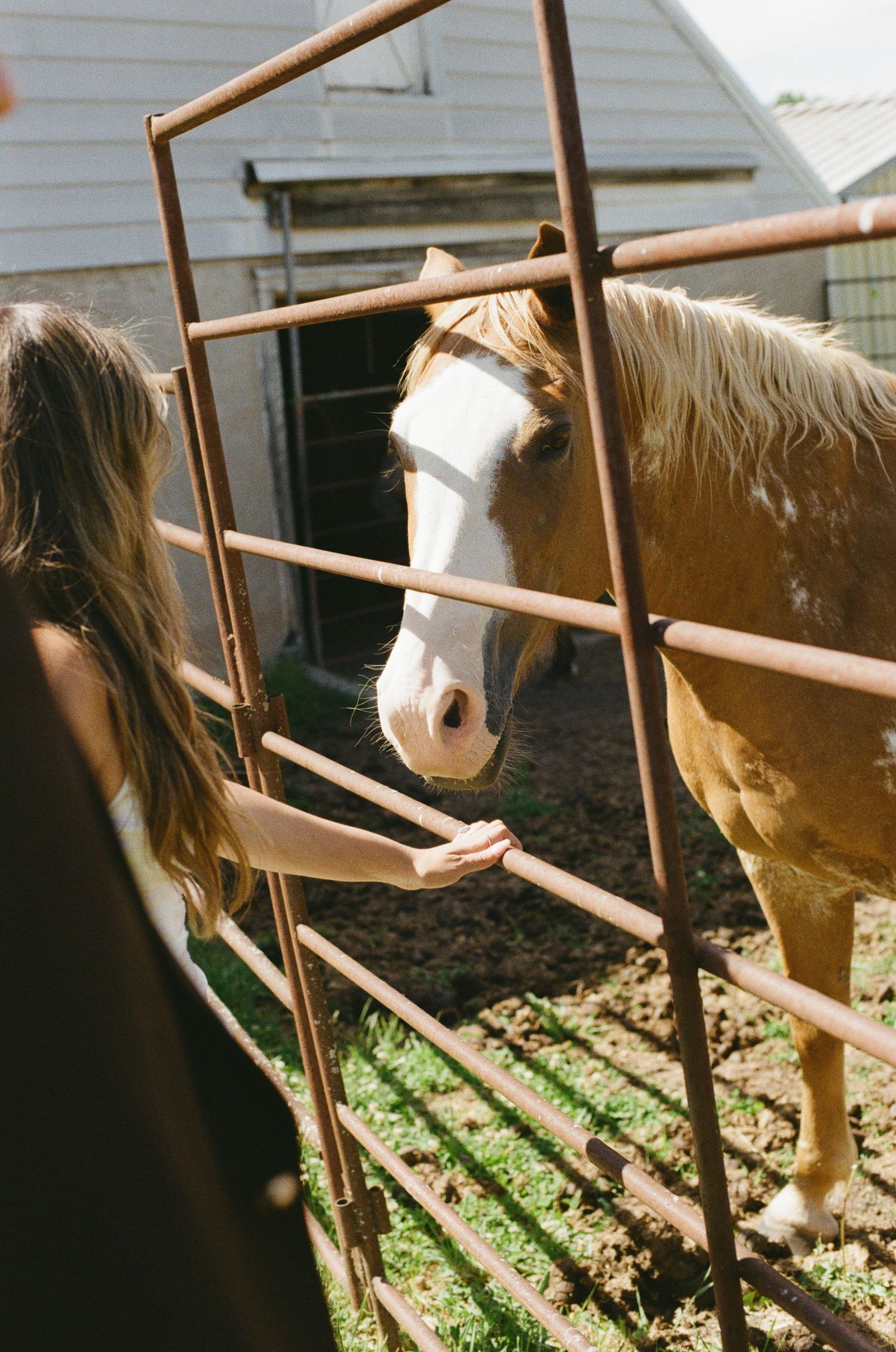 Bride in wedding dress reaching through rustic fence to feed a palomino horse on farm.