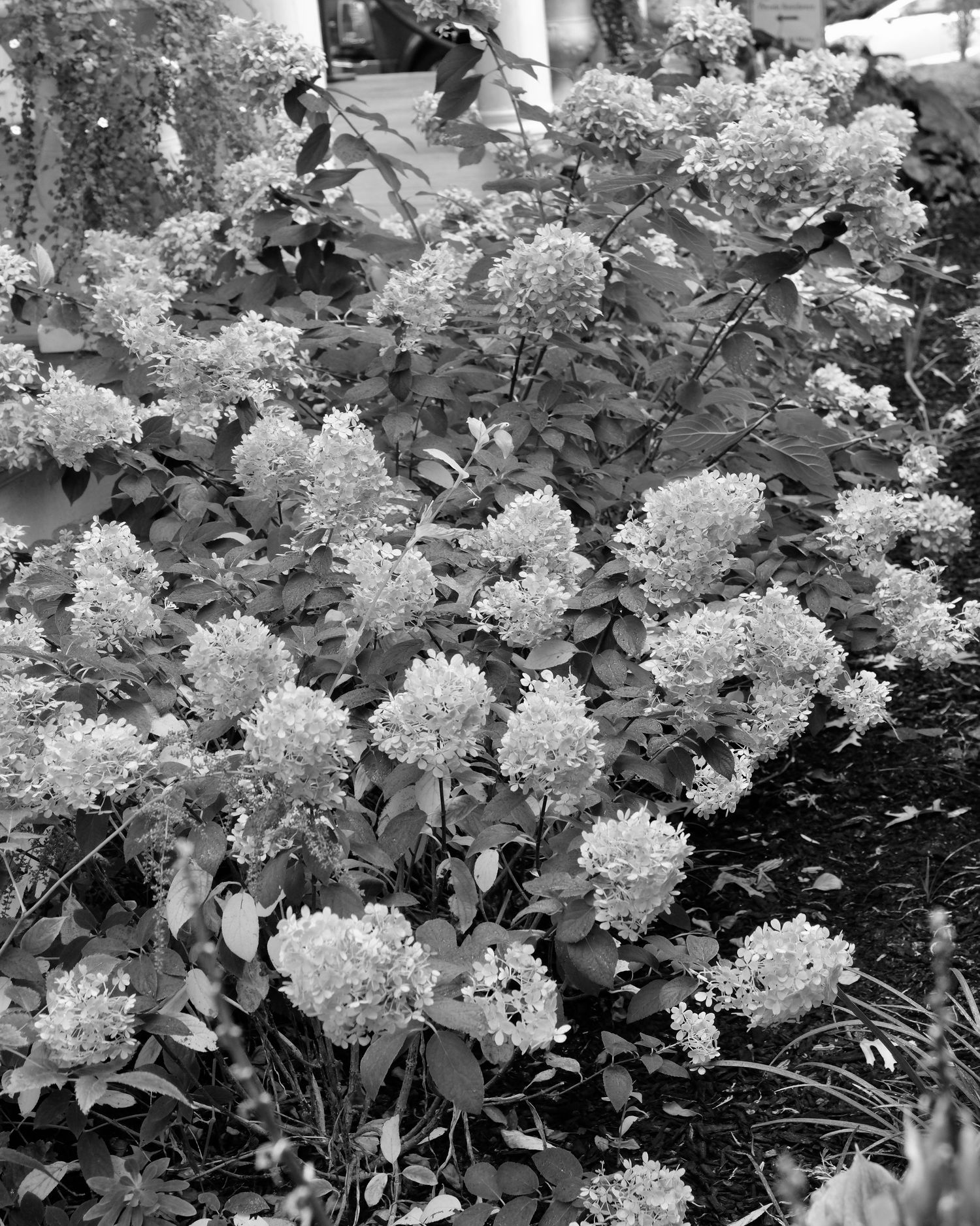 Black and white close-up of delicate white hydrangea flowers in bloom.