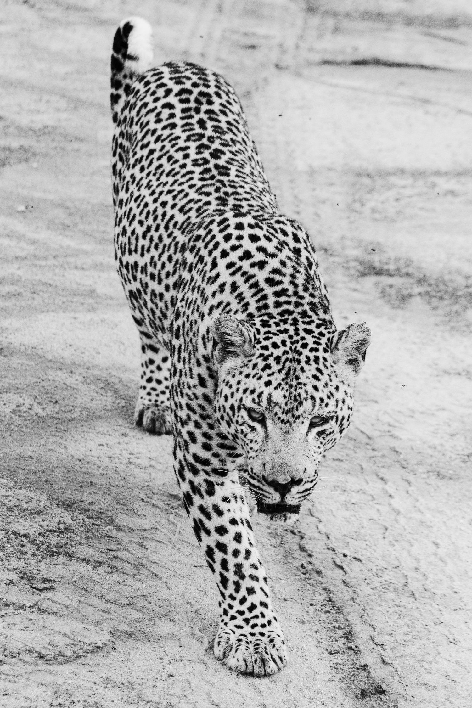 Leopard